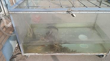 Aynur92👑kod8707 Qiymet *550 Azn* Uzunlugu 1.50 Hundurluyu 80 Eni 70