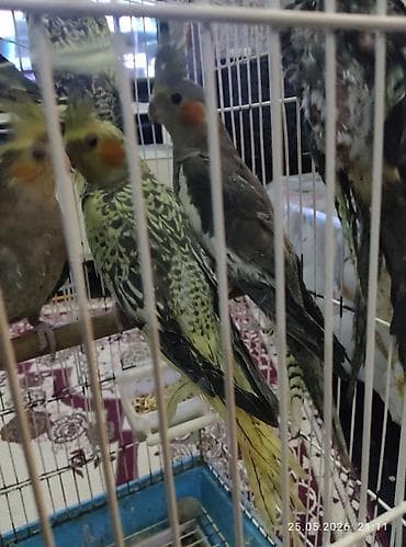 xaski it sekilleri: 2 ay yarımliq və 1 ay yarimliq karella balalarıdi.Tam sağlamidilar 8 — 5
