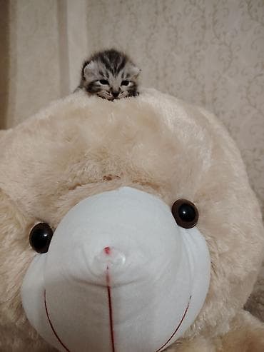 dovşan balaları: Şotland — 5