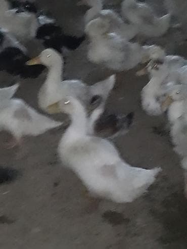 ordək balası və cucə: Satışda ördək sürüsü - Növ: ağ və qarışıq rəngli ev ördəkləri — 4