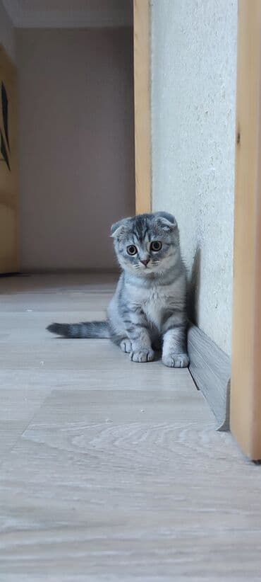 şinşila pişik satılır: Britan, Dişi — 3