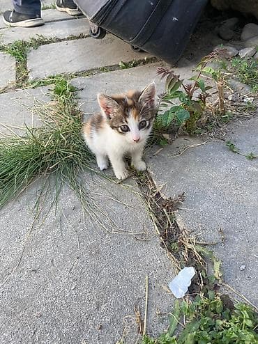 Pişiklər: Pişikler etibarli ellere — 7