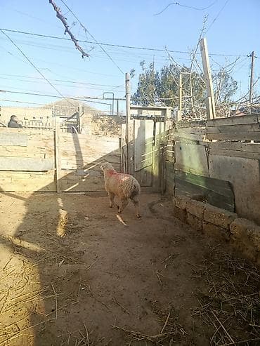 Птицы: Бараны, овцы — 3