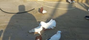 həyət qazı: Satılır: bəzək göyərçinləri dəsti - Növ: bəzək və uçuş üçün saxlanan — 6