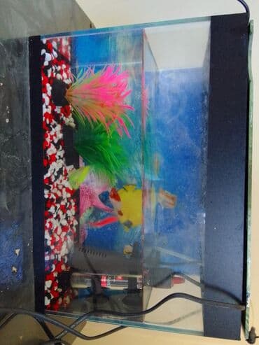 Salam akvarium satılır . qiyməti 20 AZN. iciddi şəxslər narahat etsin lalafo.az -da Salam akvarium satılır . qiyməti 20 AZN. iciddi şəxslər narahat etsin