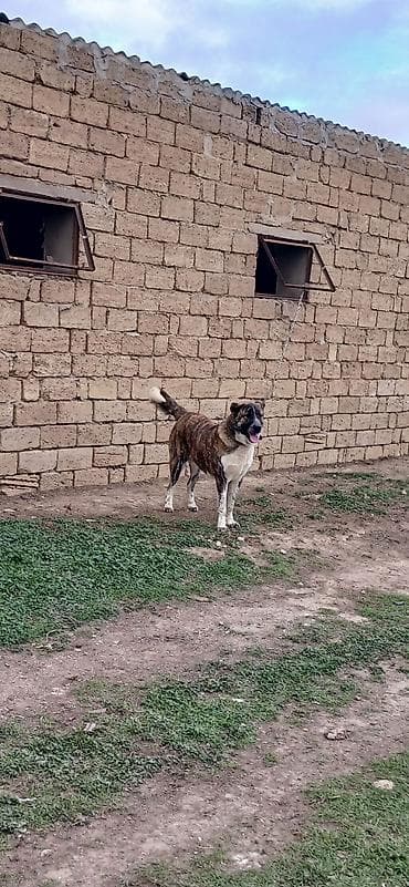 zvanok itler satisi: 1 il, Erkek, Peyvəndli, Ödənişli çatdırılma — 6