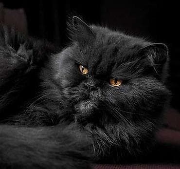 Fars, Erkək, Yaxşı əllərə, Ödənişli çatdırılma