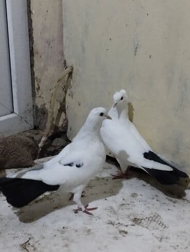 Bülbüllər: 15tuk kekilli erkey deste webeke. 12 tuk maya deste qara quyruq. cut — 3