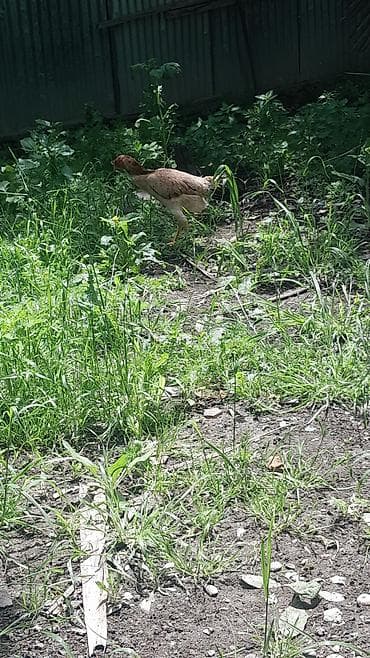 brama cücə: CAVAN FERELERDI QIYMET CUTUNE AYITDI. Məhsul — 6