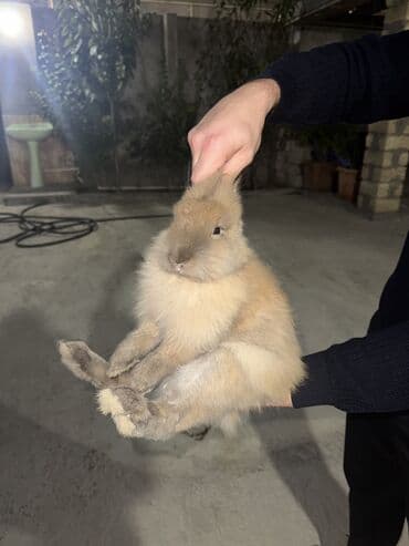 dovşan: Qulaqqı sallaq dovşanlar — 4