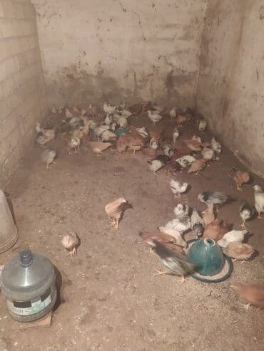 Gəmiricilər: Toyuq cücələri, Ətlik — 5