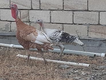 Qırmızı 5 aylıq cins xoruz hinduşqadı çəkisi 5 kilodan ağırdı fərə