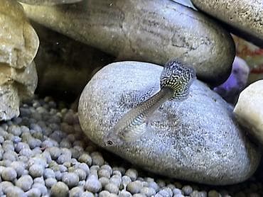 rottweiler satış: Sülhsevər, Ödənişli çatdırılma — 6