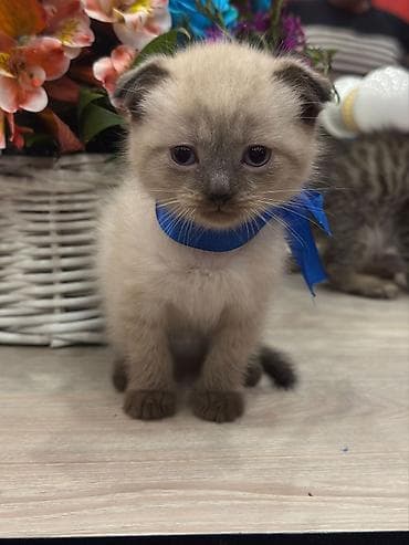 pişik latoku: Şotland — 2