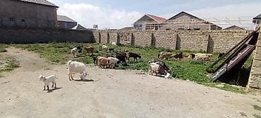 diş şotkası: Sürü – keçi qarışıq 15 baş Ana keçi qarışıqdı hem Sani hem Heleb — 1