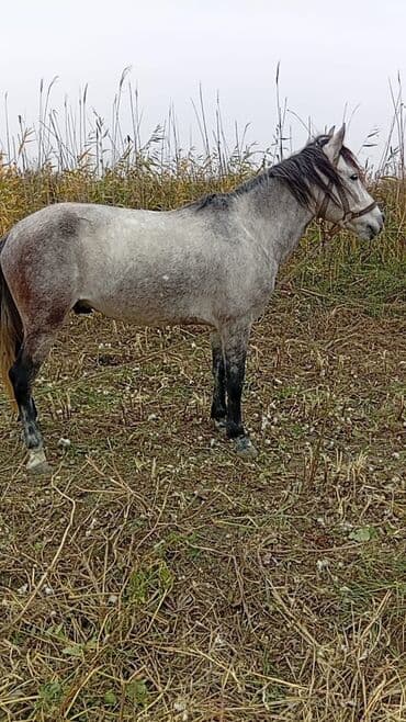 Digər kənd təsərrüfatı heyvanları: Göydemir - Rəng: boz (qaramalı), qara-ağ qarışıq ayaq ucları - — 2