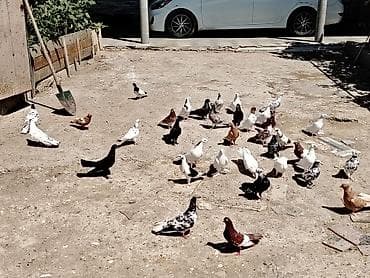amadin qusu: Salam quslar maşdagadadi hopdom 7manatdan tek tek sec götur 10manat — 5