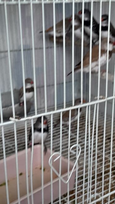 xarı bülbül döş nişanı: Amadin brilyant.cutu 350 man — 7