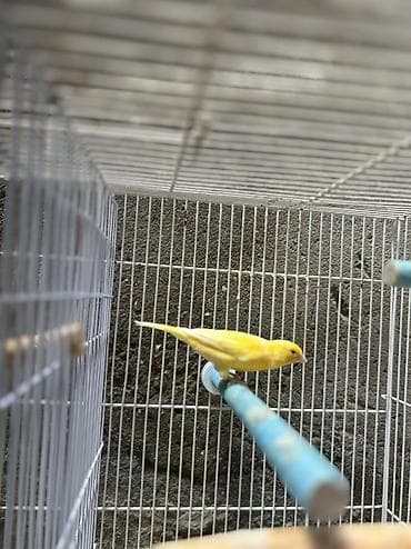 pit bul: Bülbül Kanarya quşları cütdülər erkəy oxuyur qızğın quşlardır kim — 4