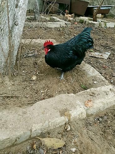 quslar: Xoruz, il: 1 — 2