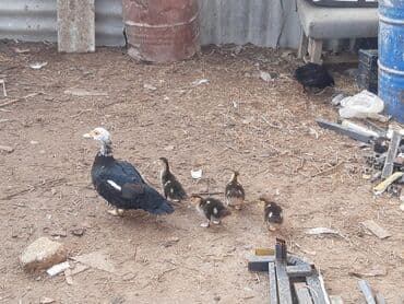 heyrati xoruzdarin satisi: Lal ördek 2 aylikdi — 1