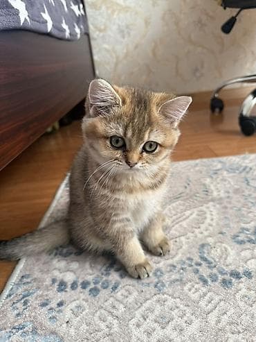 pişik itib: Şinşilla, Dişi, Yaxşı əllərə, Ödənişli çatdırılma — 5