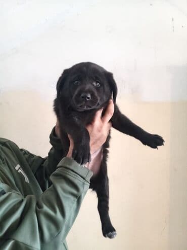 qurban bayrami sekiller: 1 ay, Erkek, Ünvandan götürmə — 5