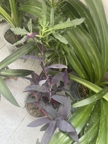 liliya gul: Otaq bitkiləri dəsti - Euphorbia milii (Tikanlı tac) – qalın tikanlı — 5