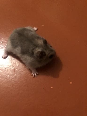 клетки для хомяков: Cırtdan hamster – tüklü, boz-ağ rəng çalarını saxlayan, kiçik ölçülü — 1