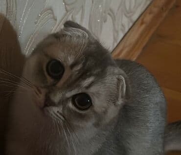 lalafo pişik satışı: Şotland yastı qulaq — 2