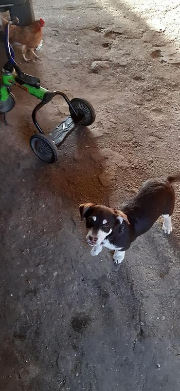 ekskavator satisi kreditle: Uşaq skuterinin gövdəsi və hissələri - Rəng: yaşıl-qara, sapı mavi - — 4