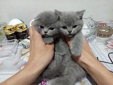 seyyar tualet: Şotland yastı qulaq, Erkək, Dişi, Yaxşı əllərə, Ödənişli çatdırılma, Ünvandan götürmə, Rayonlara çatdırılma — 6