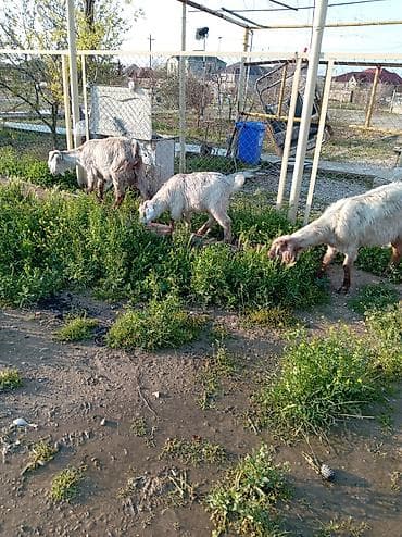 balaca quzular: Cücələr – yerli keçi balaları - Növ: yerli/qarışıq cins keçi balaları — 6