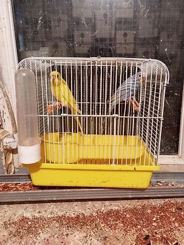 Pişiklər: Məhsul: Dalmatin, lutino, albino, göy, yaşıl və qarışıq rəng — 5