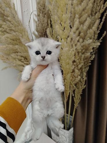 С/х животные и товары: Шотландская — 8