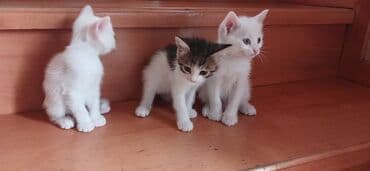 ağ pişik balası: Tabbi, Yaxşı əllərə — 7