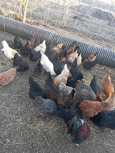 K/t heyvanları üçün mallar: Toyuq, Yumurtalıq — 4