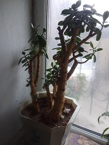 Otaq bitkiləri: Satılır: Ev üçün iki dekorativ otaq bitkisi 1) Pul ağacı (Crassula — 10