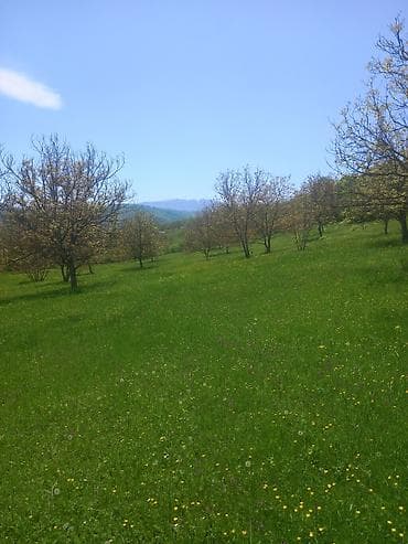 qobuda torpag: 4 sot, Tikinti, Maklerlər narahat etməsin, Kupça (Çıxarış) — 2