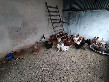 bala it satışı: Toyuq, Damazlıq — 2