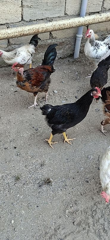 Toyuq, Damazlıq lalafo.az -da Toyuq, Damazlıq
