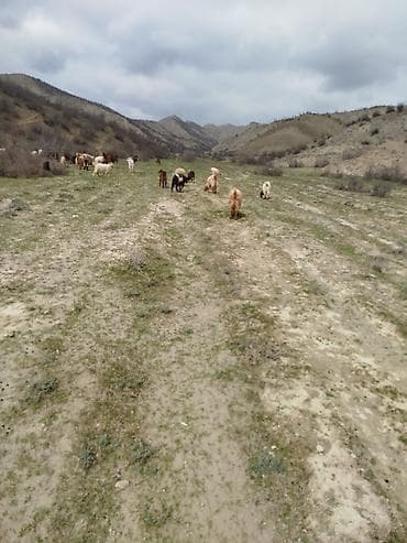 rahat əmlak: Kənd təsərrüfatı, Kommunal xətlər qoşulmayıb — 1