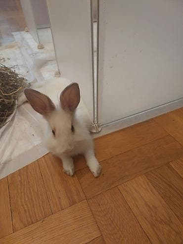 quba heyvanlar: Dozangurd Dovşan satılır. Son qiymət 70 manatdır. Cinsiyəti ğizdır.Çox — 2