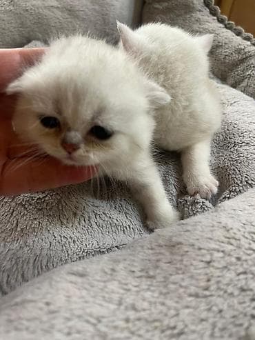 menks cinsli pişik: Şinşilla, Erkək, Dişi — 4