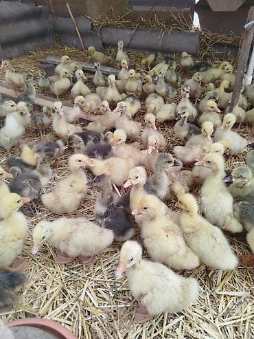 kənd xoruzu: Məhsul: Ördək balaları (patek) Təsvir: - Cins: ev ördəyi (qarışıq — 1