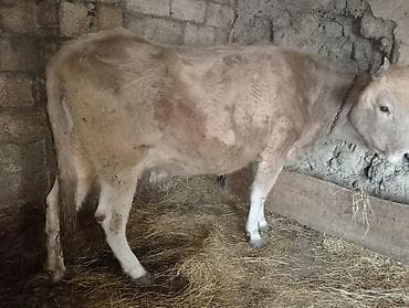 Inək qısırdı 200 kq ya yaxın əti var