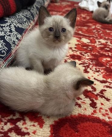 erkey pisik adlari: Ev pişiyi balaları – müxtəlif cins və rənglər Təsvir: - Şəkillərdə — 2