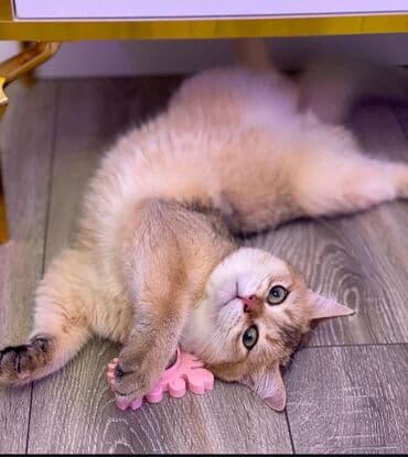 cütleşdirilir: Şinşilla, Erkək, Cütləşmə üçün — 5