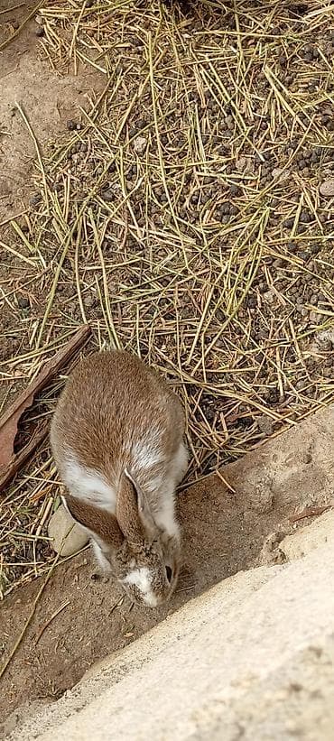 xasgi balası: Salam hərkəsə 1 qiyməti 7 manat ancaq balaları satılır Ev dovşanları – — 8