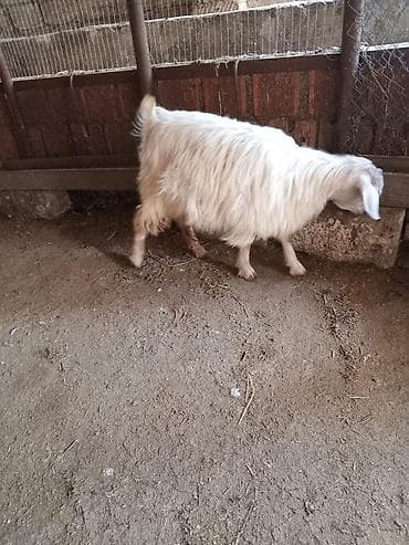 halep kecisi satilir: 4 ayliq cebiw di erkek di kok dur 180 manat quzu qoyun barter edirem — 2